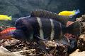 Cyphotilapia - Frontosa